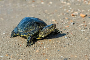The European pond turtle also called the European pond terrapin and European pond tortoise, is a long-living freshwater speciesof turtle.