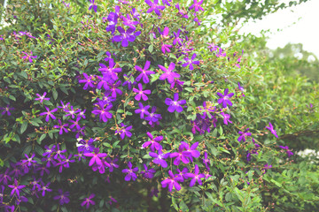 Obraz premium Purple princess flower, Glory flower or Tibouchina Urvilleana in full bloom