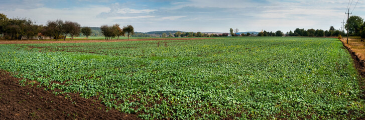 Fototapeta na wymiar Landscape with an autumn field on which grows winter rape. Late autumn on the farm field growing winter rape.