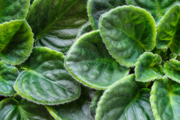 Violet saintpaulias green leaves or African Violets, macro shot, house plant and nature...