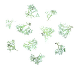 Set of twigs of lichen on a white background.  Evernia prunastri, also known as oakmoss, It is used...