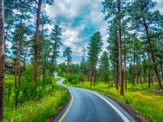 Split road in Yellowstone