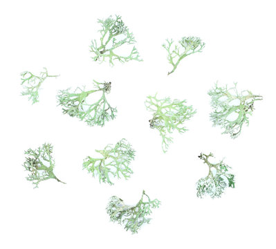 Set of twigs of lichen on a white background.  Evernia prunastri, also known as oakmoss, It is used extensively in modern perfumery.                        