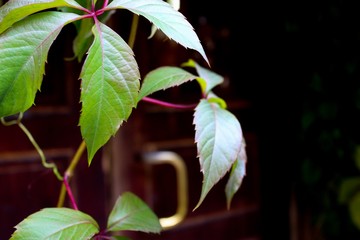 flower on black background