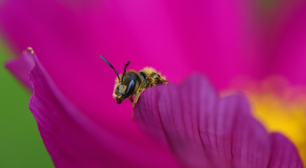 Close-up of a small wasp peeking out of a pink flower with its head and forefeet