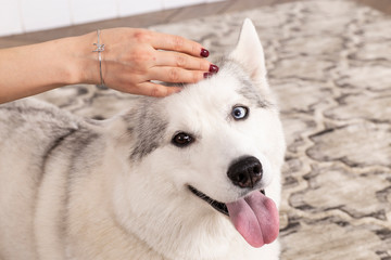 Studio portrait of a Siberian Husky with different colored eyes. Beautiful female hand holding a dog's head