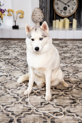 Studio portrait of a Siberian Husky with different colored eyes