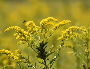 Yellow Flower Insect