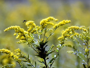 Yellow Flower Insect