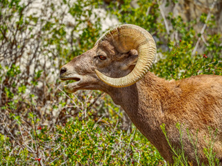 Bighorn sheep