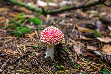 Amanita muscaria (Fly agaric mushroom) in forest of Adrspach Teplice Rocks (nature reserve in Broumov Highlands region of Czech Republic)