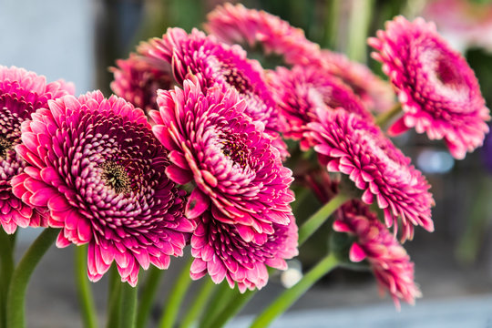 USA, Washington State, Seattle, Pike Place Market. Bright Pink Fresh Cut Flowers For Sale.