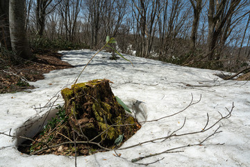 残雪の残るブナ林