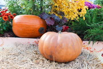 beautiful pumpkins and gourds with flowers autumn still life