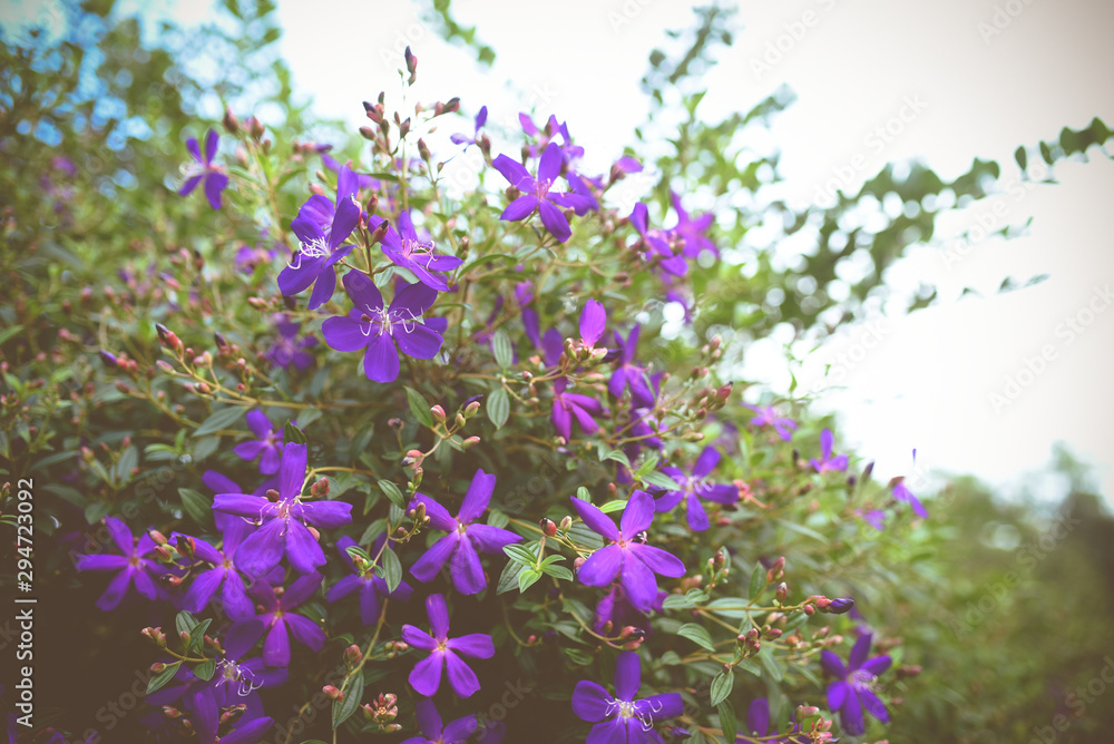 Wall mural Purple princess flower, Glory flower or Tibouchina Urvilleana in full bloom