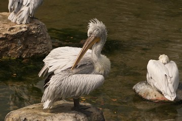 Sad wet pelican with large beak dries on stone