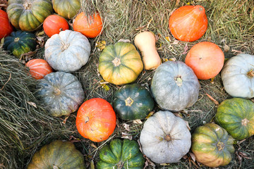 a variety of colorful pumpkins on the grass