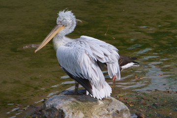 wet pelican with large beak dries on stone