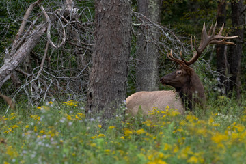 A Bull Elk in the goldenrods.
