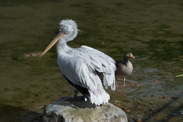 White pelican with a punk-hairstyle dries on sun