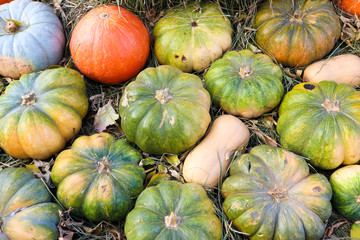 pile of different colorful pumpkins on hay in the market ready to sale
