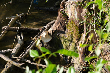 Mushroom Stump