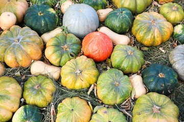pile of different colorful pumpkins on hay in the market ready to sale