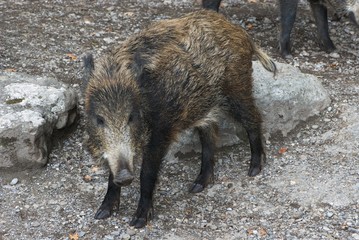 Black-braun small shaggy wild pig, full face