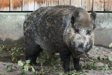Naklejka na ściany i meble Black big fat shaggy wild pig, boar, swine
