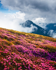Obrazy na Szkle  Magiczne różaneczniki różaneczniki na letnie góry. Dramatyczne zachmurzone niebo i mglista łąka