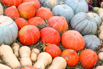 Decoration composition from orange green and white pumpkins in hay
