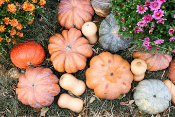 a bunch of pumpkins of different sizes in the grass