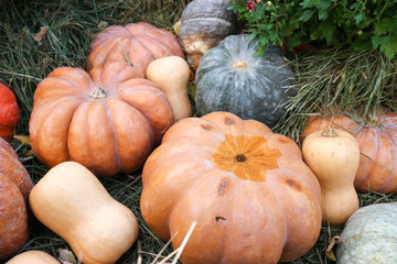 a bunch of pumpkins of different sizes in the grass