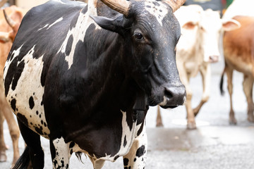 Indian cow strolling freely on the street for grazing