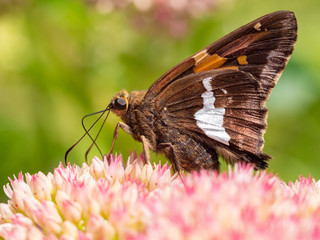 Silver-spotted skipper