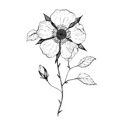 beautiful monochrome black and white dahlia flower isolated on white background. Hand-drawn contour lines and strokes.