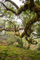 Fanal, Paúl da Serra, Ilha da Madeira. Árvores centenárias (til). 