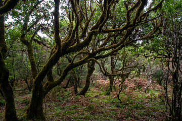 Fanal, Paúl da Serra, Ilha da Madeira. Árvores centenárias (til). 