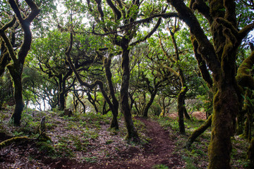 Obraz premium Fanal, Paúl da Serra, Ilha da Madeira. Árvores centenárias (til). 