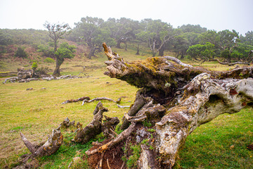 Fototapeta na wymiar Fanal, Paúl da Serra, Ilha da Madeira. Árvores centenárias (til). 