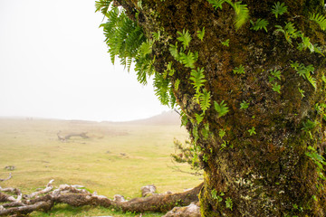 Fanal, Paúl da Serra, Ilha da Madeira. Árvores centenárias (til). 