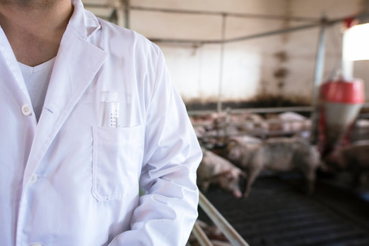 Close up view of an unrecognizable veterinarian with syringe in his front pocket and pigs domestic animals at pigpen in background.