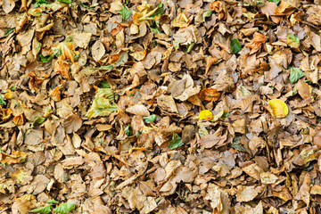 Details of a beech forest in autumn