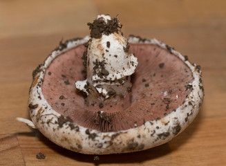 Frische Wiesenchampignons mit Erde