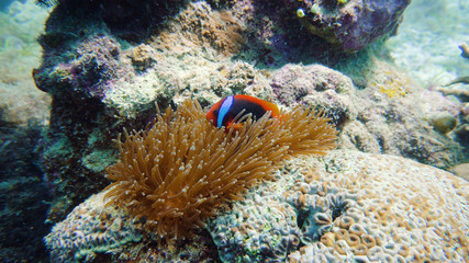 Fototapeta na wymiar Sea anemone and clown fish on coral reef, tropical fishes. Underwater world diving and snorkeling on coral reef. Hard and soft corals underwater landscape