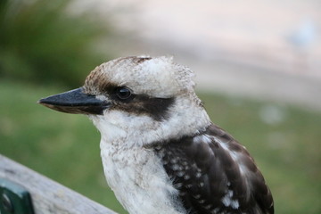 Kookaburra in Australia