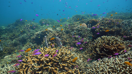Fototapeta na wymiar Tropical fishes and coral reef at diving. Underwater world with corals and tropical fishes. Camiguin, Philippines.