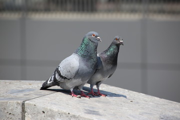 A pair of pigeons enjoying the cityscape