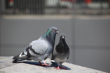 Closeup of pigeons on the harbor lighthouse wall