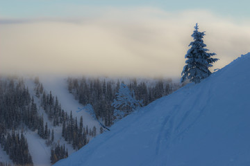 landscape with trees and mountains in winter